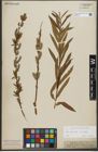 Foto von Salix purpurea L. x Salix viminalis L.